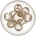 Molecule